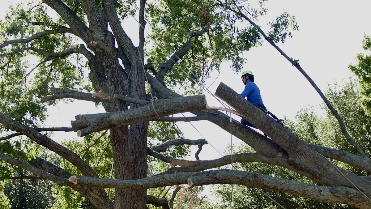 Professional Crown Thinning performed by certified arborists in Varney
